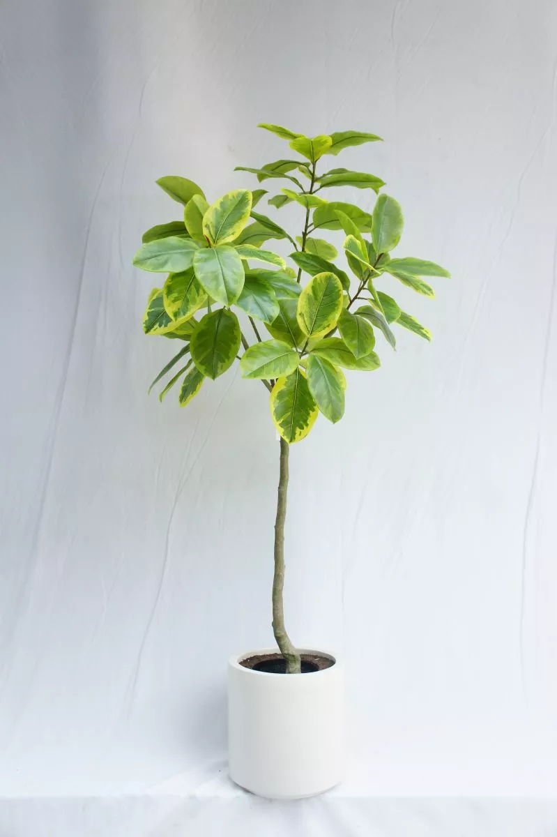 Artificial Lifelike Ficus Altissima, 150CM